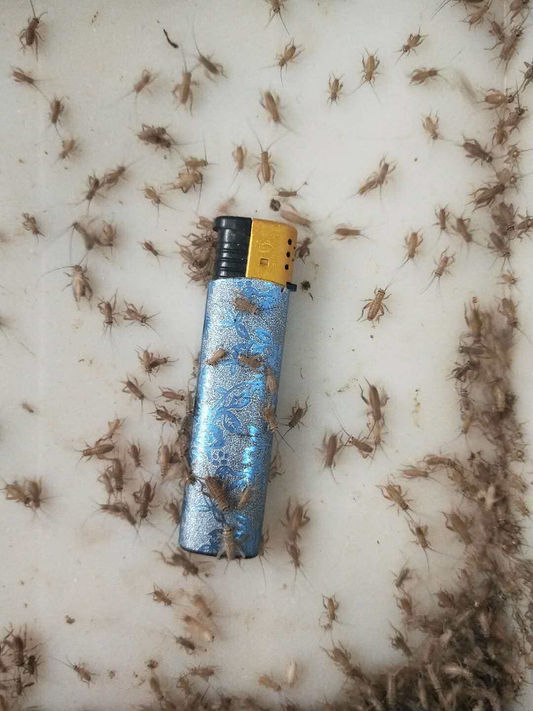 蟋蟀白蛐蛐白虫葫芦食油活体饲料大号头中白针蟋蟀