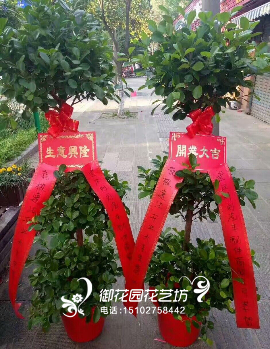 开业花篮庆典乔迁开张商务发财树摇钱树武汉同城鲜花速递汉口武昌