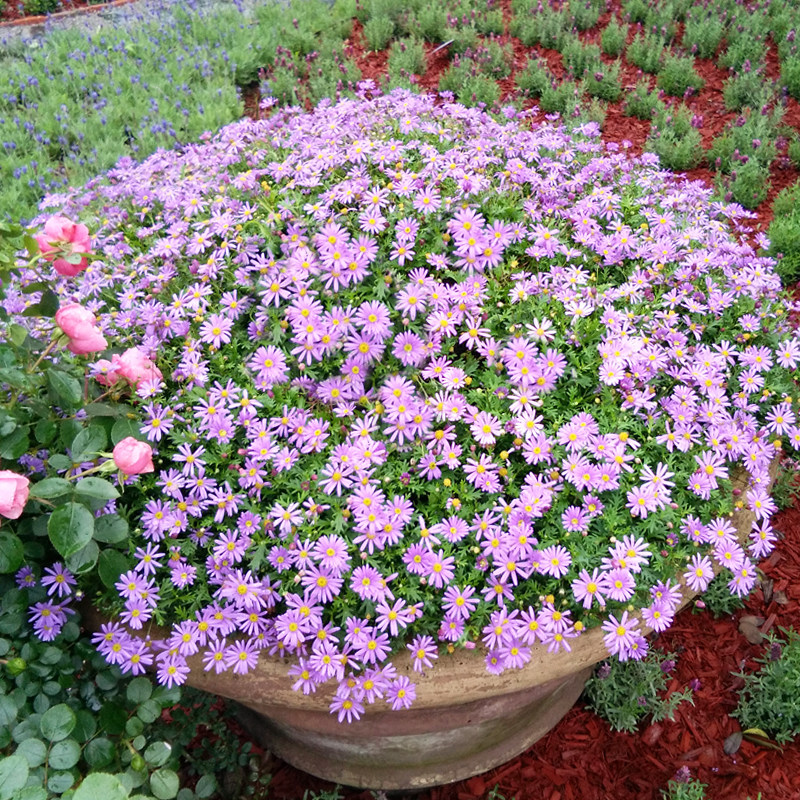 恋恋轩五色菊白晶菊花种子四季易种阳台盆栽易爆盆草花种子花量大