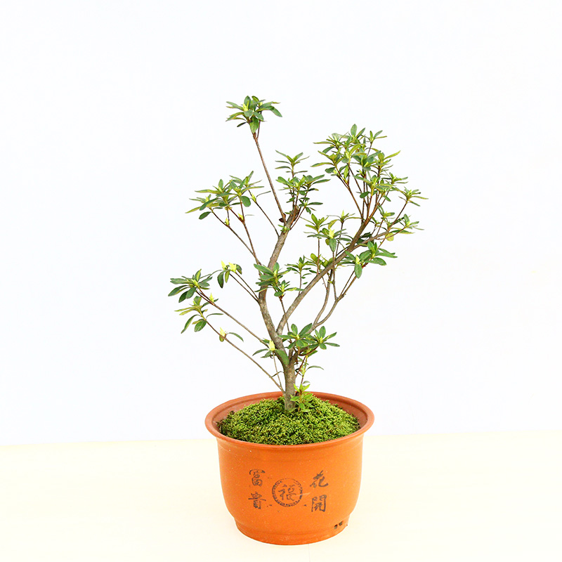 大别山佛山白促销映山景观庭院杜鹃白色万佛山舒城时令草本花卉