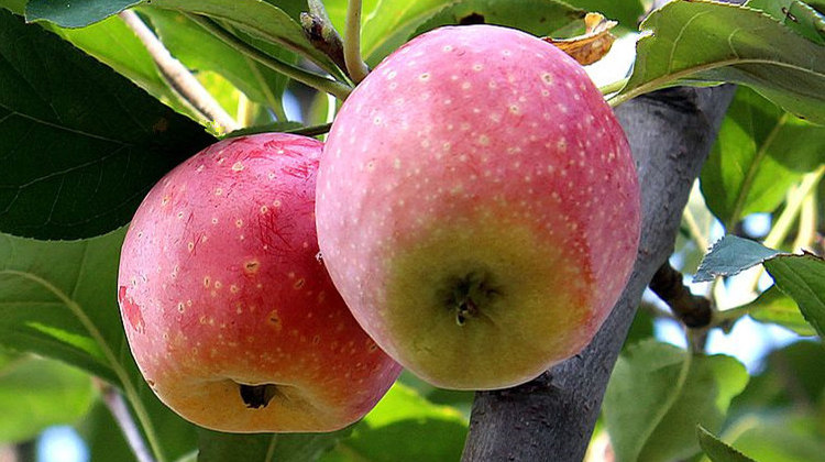 槟果果香果闻香味长城脚下原生态生长长的水果杏仁