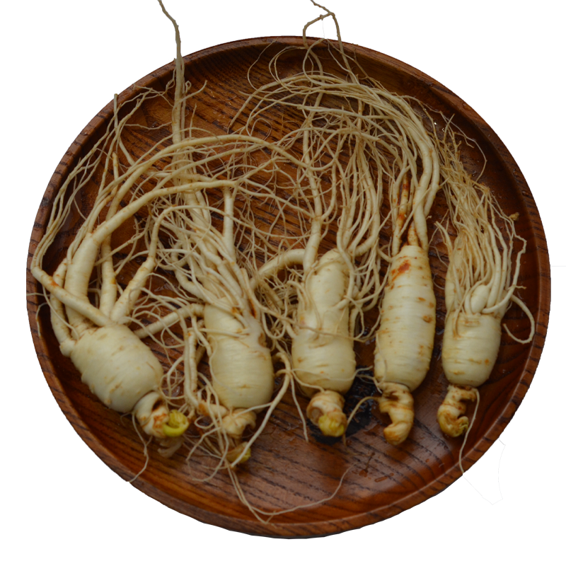 人参草参水参长白山新鲜人野生人生残参鲜参东北人参