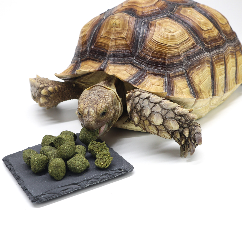 奶豹龟好养么?_豹龟好养吗_苏卡达好养还是豹龟好养