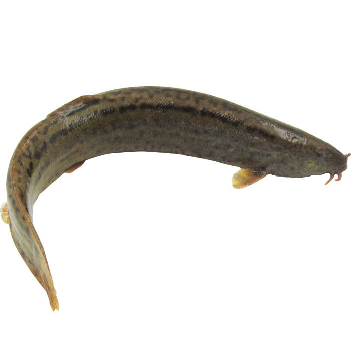 泥鳅崇明水产500g河鲜鳅鱼鲜活野生新鲜活黄泥鳅淡水鱼类