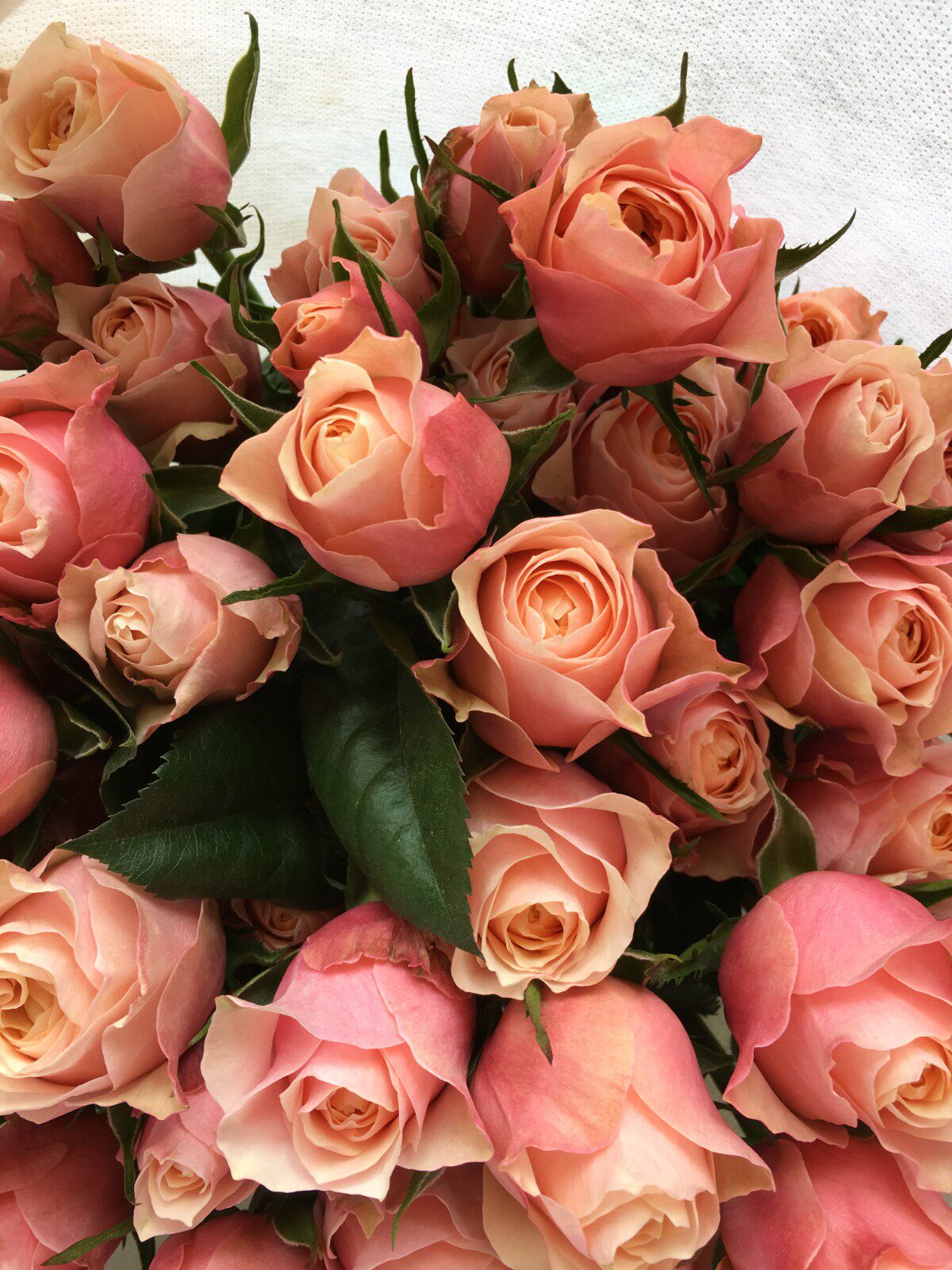 【格桑梅朵】多头玫瑰粉蝴蝶泡泡云南昆明基地直发10支空运包邮