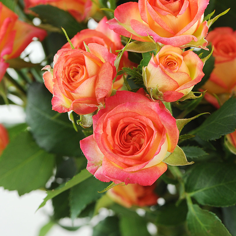 新鲜玫瑰a级多头玫瑰狂欢泡泡10支扎多头空运全国