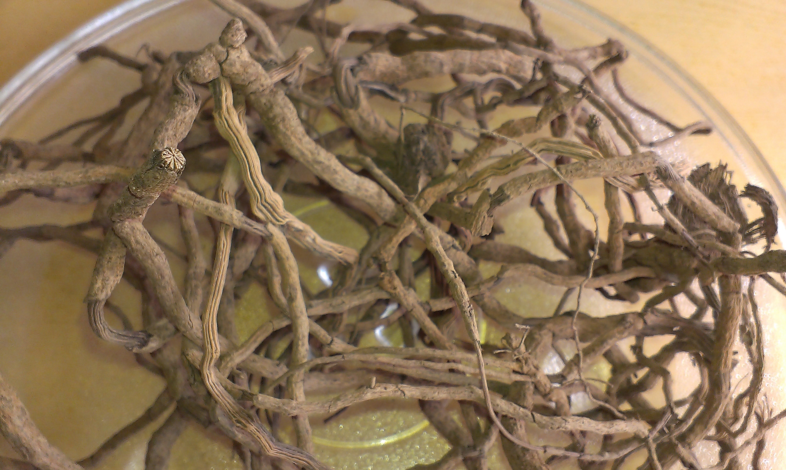 包邮海南兴隆胡椒根500g全纯根无藤条散装日晒胡椒根须根