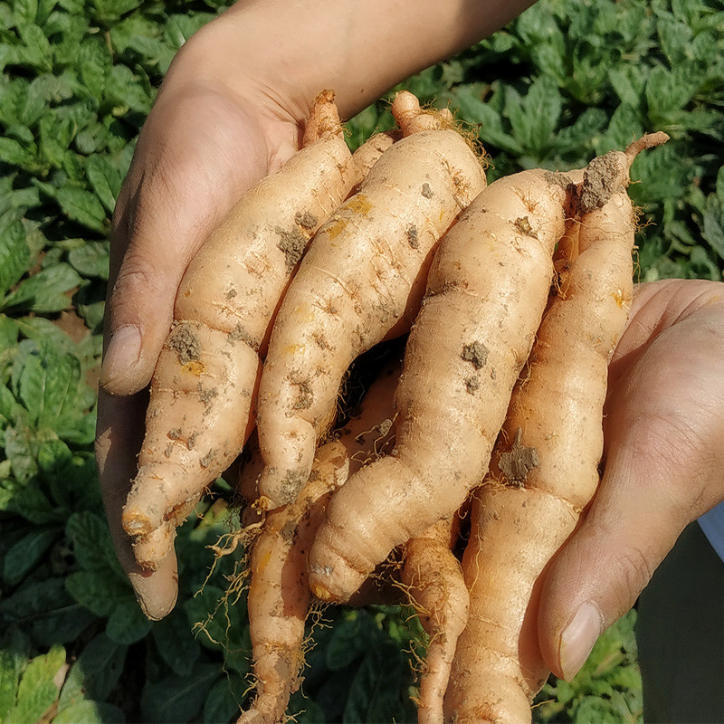 地黄新鲜地髓百合野生怀熟生种子河南焦作榨汁生地黄