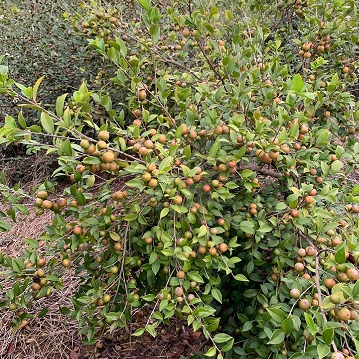 江西高产嫁接油茶苗良种油茶树苗长林系矮化杂交茶籽红皮大果白花