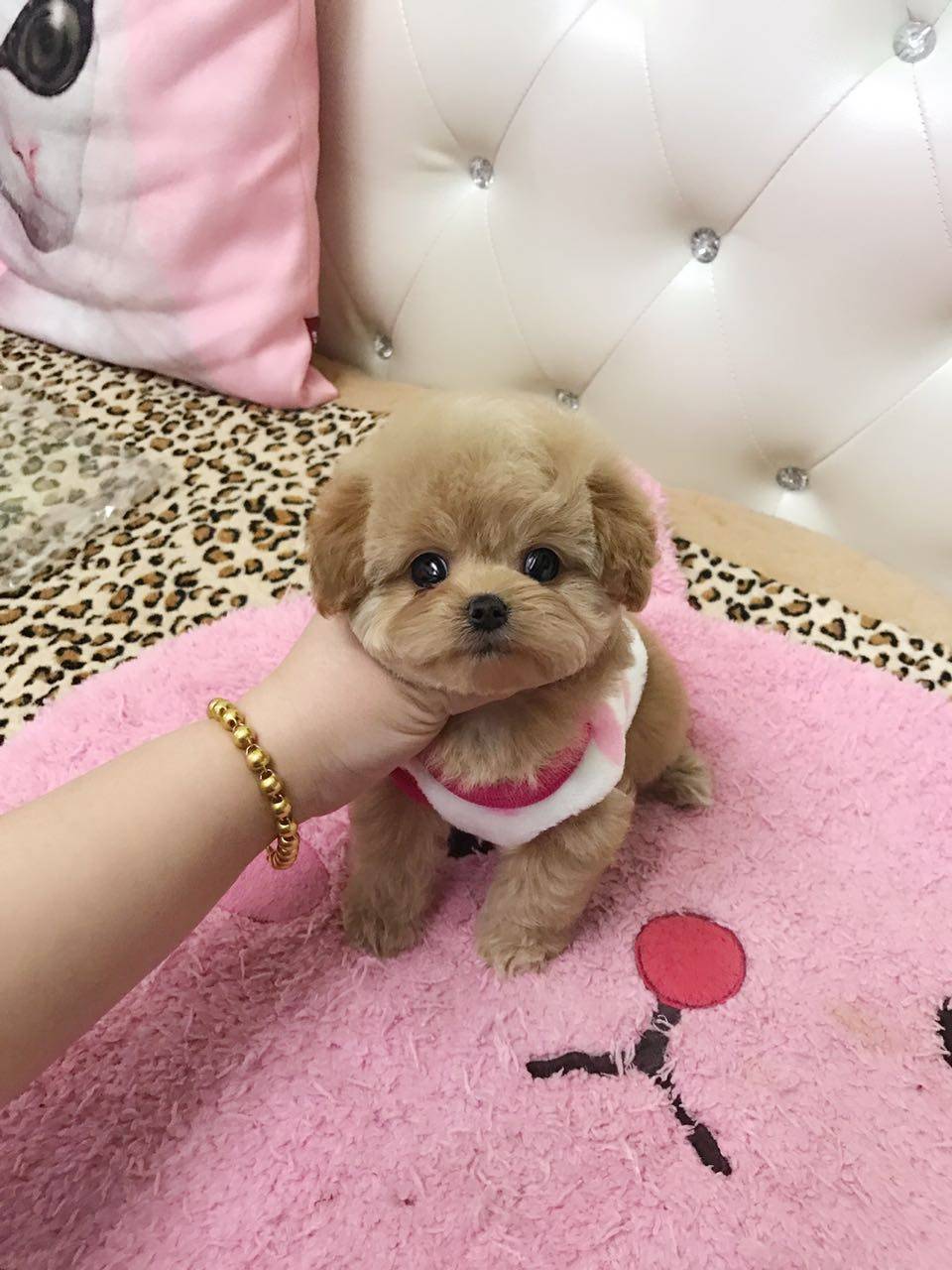 韩国纯种奶油色泰迪贵宾宠物狗狗活体幼犬出售