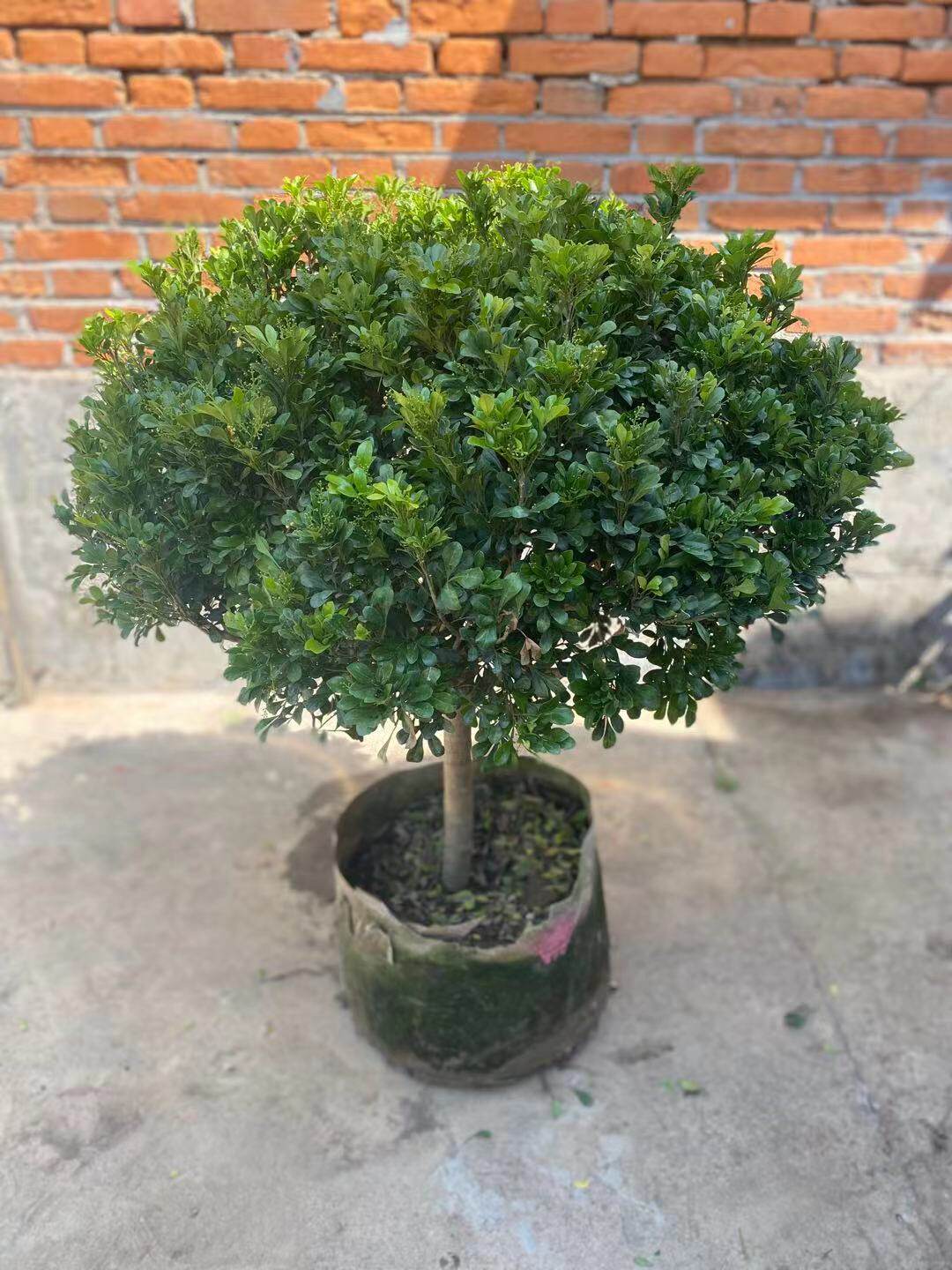 树形独杆米兰九里香盆栽栽花四季开花不断室内时令草本花卉