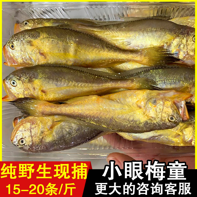 大头梅童鱼子梅鱼小梅梅子子鱼野生黄鱼舟山黄鱼