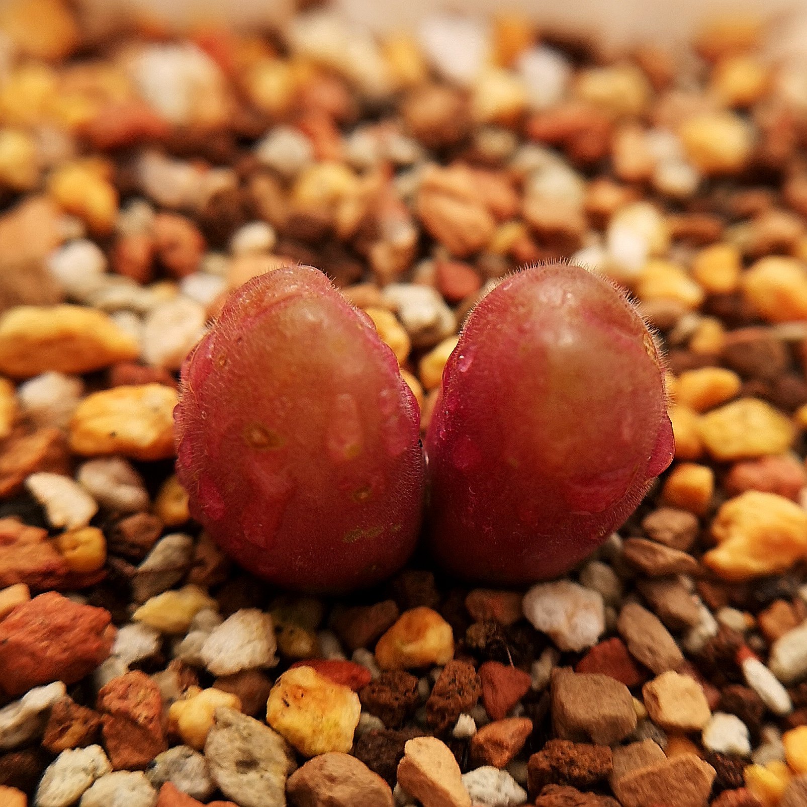 萌肉番杏科春桃玉肉锥长短毛翠滴群生一物一拍多肉植物