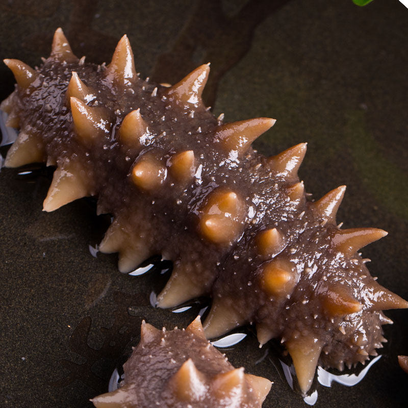 大连鲜活海底深海礼盒海生海即食参刺套餐营养海参