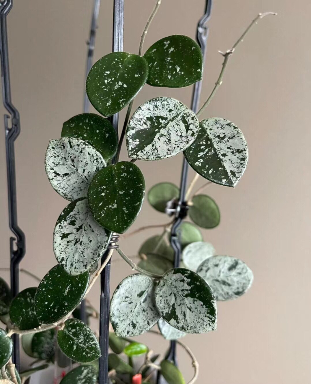 球兰匍匐攀爬垂吊原种杂交米切尔德高斑室内多肉植物