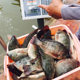 Luo Fei's mouth lure small medicine black pit Luo Fei frozen fish bait additives wild fishing nest feed formula supplies Luo Fei's mouth lure small medicine black pit Luo Fei frozen fish bait additives wild fishing nest feed formula supplies