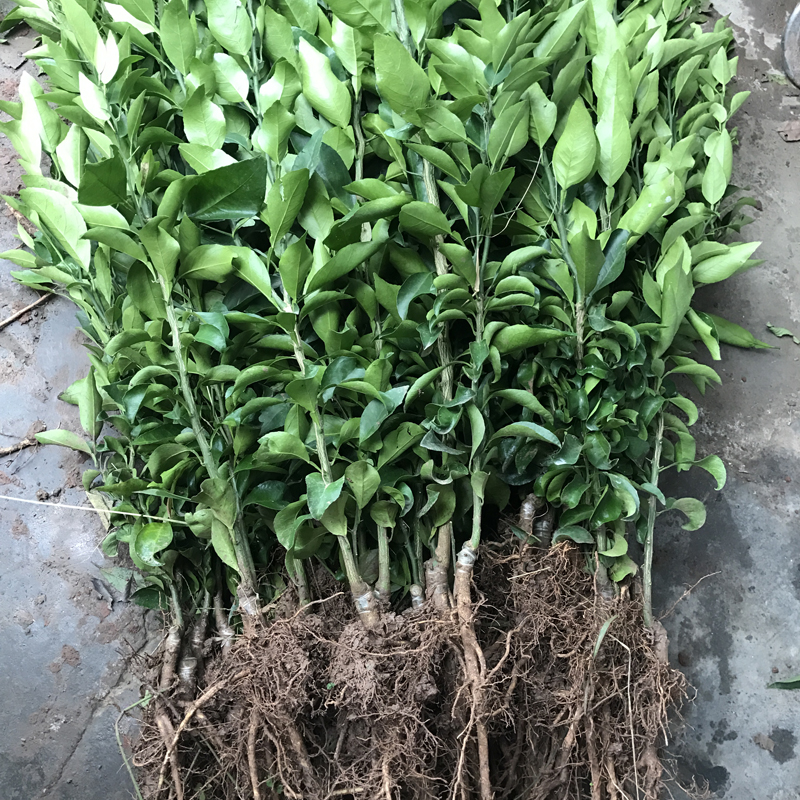 新品种柑橘阳光一号桔柚橘柚嫁接柑桔果树苗木果树