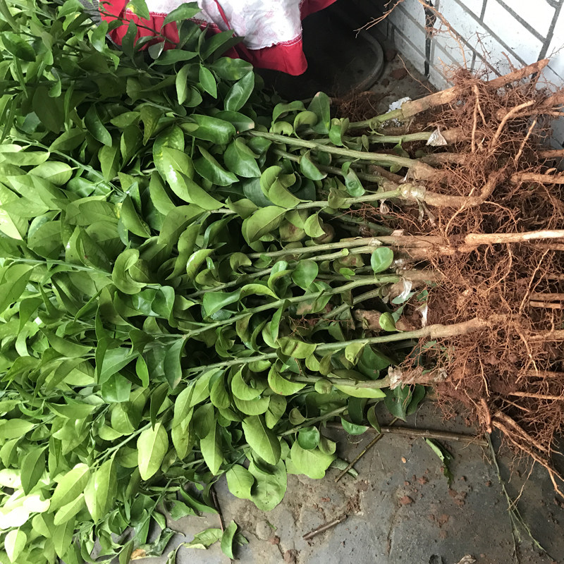 新品种柑橘华美7号杂交柑桔早熟橘子地栽果树果树