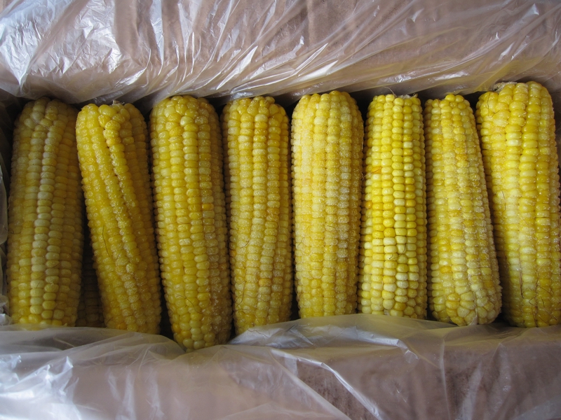 2020年新货东北冷冻粘糯黄玉玉米棒微甜整箱40根玉米