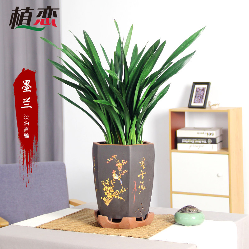 墨兰精品兰花盆景盆栽年宵花卉植物绿植南京大型绿植
