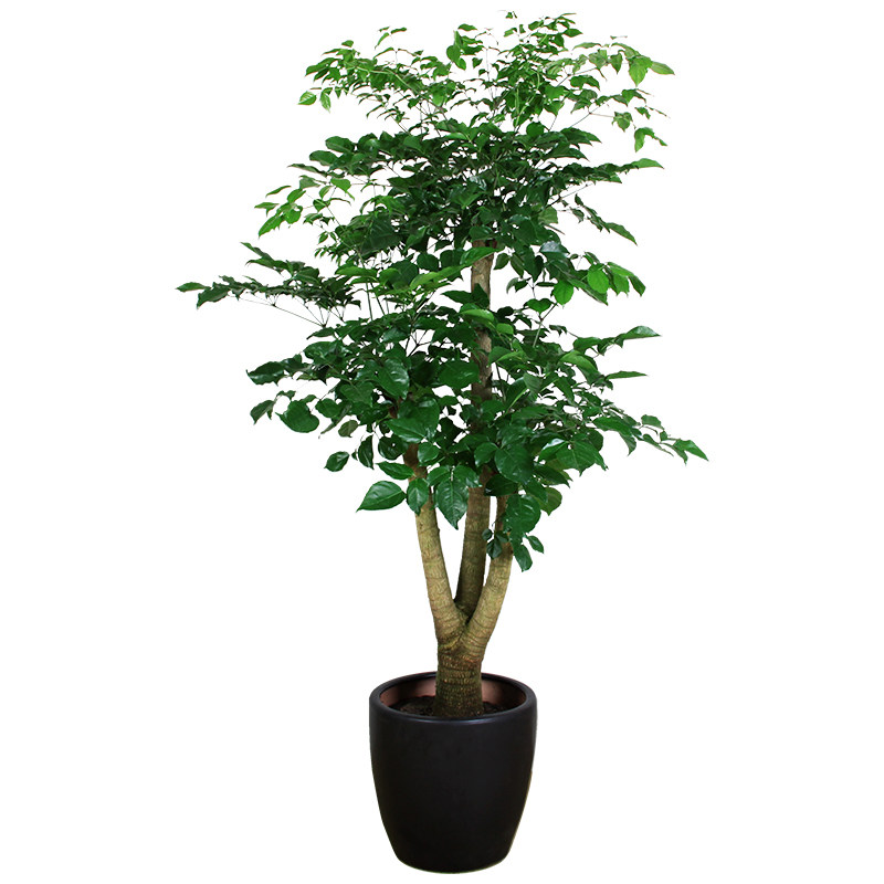 幸福树盆景大型盆栽绿植居家办公室大厅商场大堂大型绿植