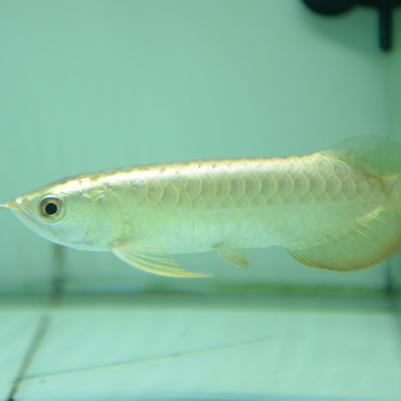 金头古典蓝底过背高背金龙鱼活鱼小鱼苗练手红龙鱼活体大型热带鱼