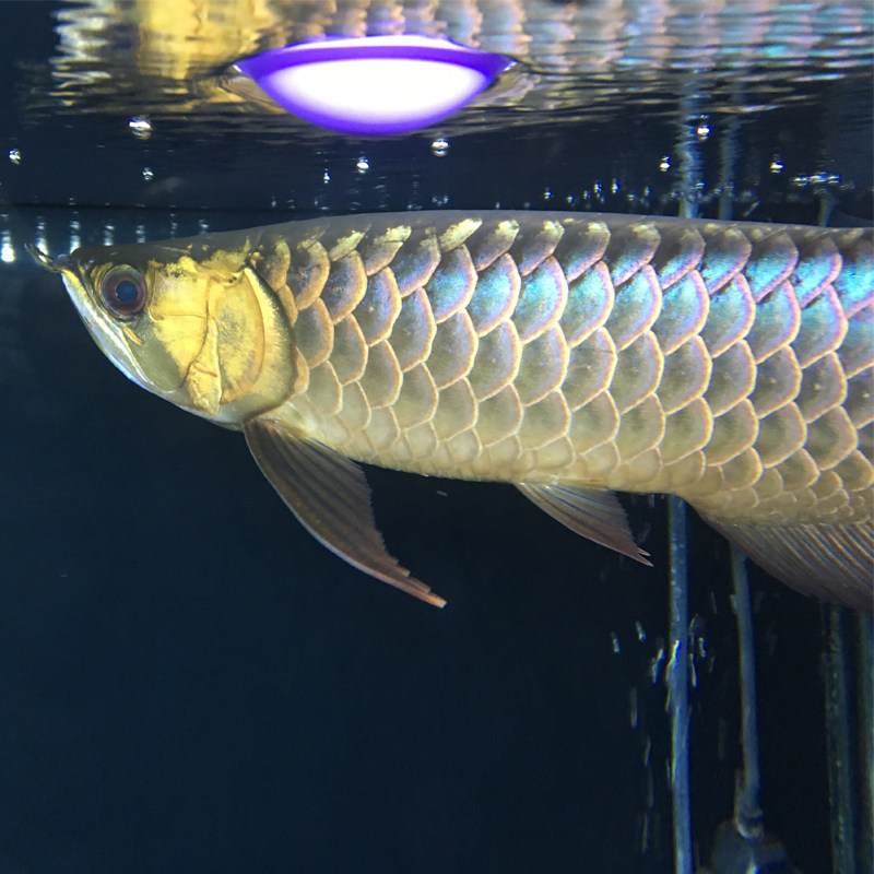 金龙鱼活鱼24k蓝底过背高背古典过背红龙鱼活体鱼苗热带鱼练手龙