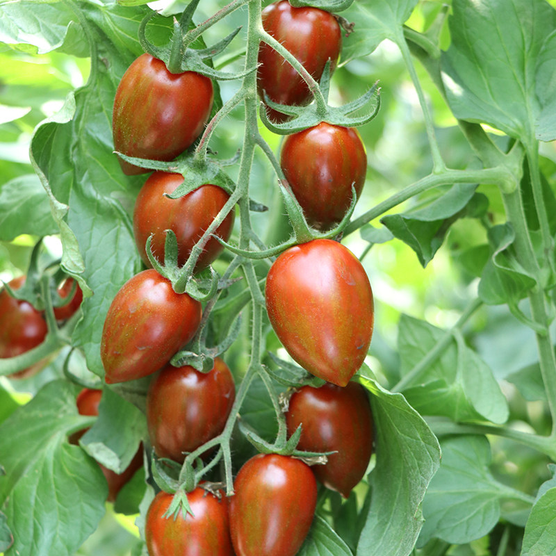 紫玉水果番茄种子紫色樱桃小番茄种籽圣女果种孑家庭园艺种子