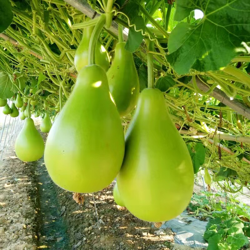 种籽早熟种子食用甜瓠春夏季播菜葫芦种孑蒲瓜家庭园艺种子