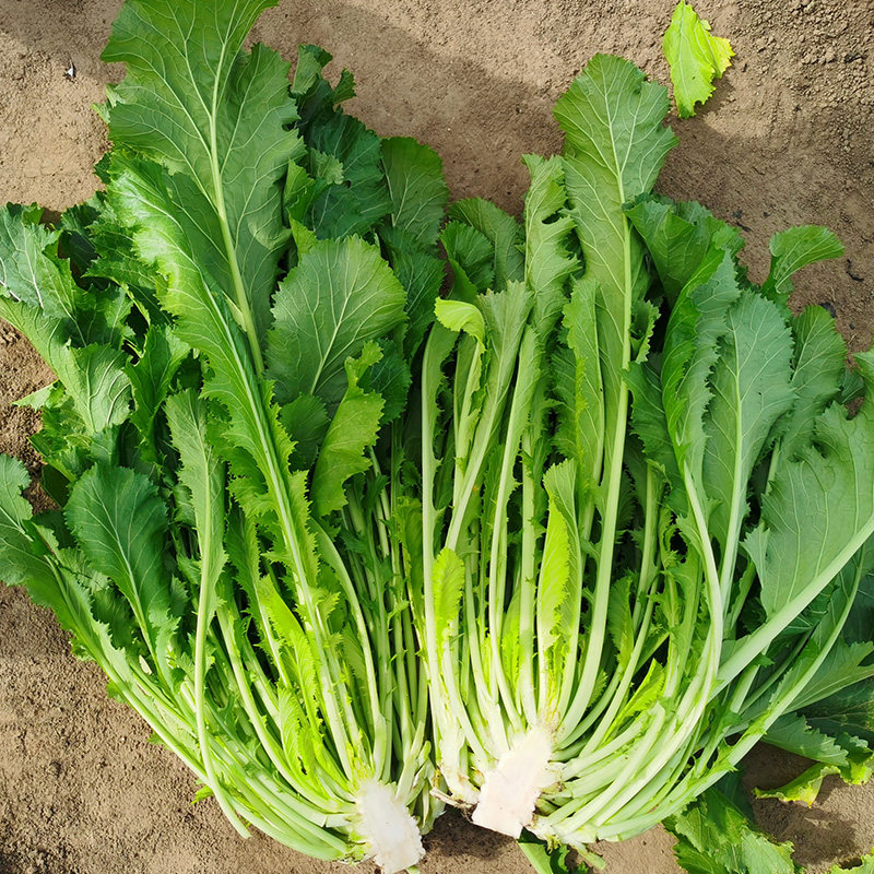 雪里蕻种子小叶雪里红雪菜金丝芥菜咸菜四季四季青家庭园艺种子