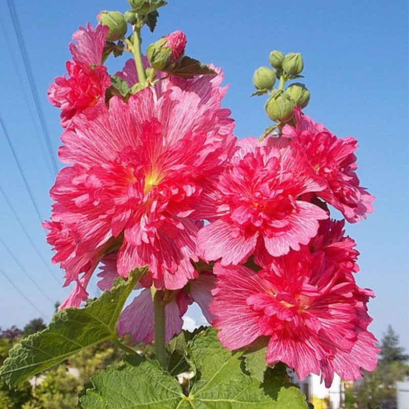 重瓣蜀葵花苗种子籽苗盆栽桃子四季开花阳台时令草本花卉