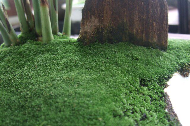 苔藓种子孢子直立短绒包邮培植面积50厘米长宽办公室景观