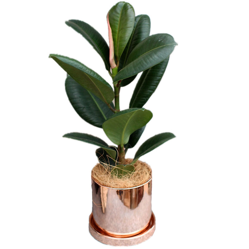 新品包邮美好花园室内观叶绿植耐荫好养护带盆种好发货绿金刚盆栽