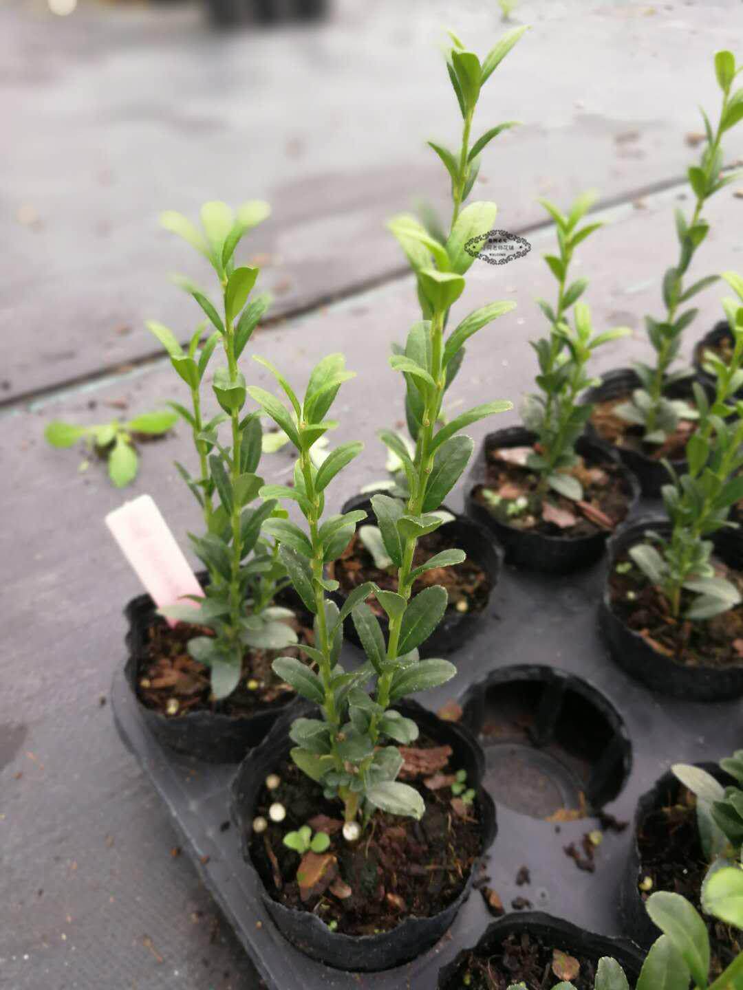 叶植物pencilskyilex朝天笔朝天何老师冬青直立花圃绿植