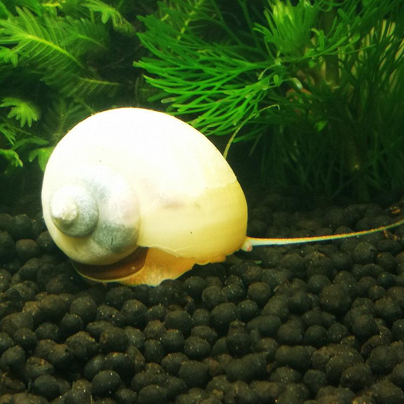 观赏活体白玉螺活体大福寿藻螺螺