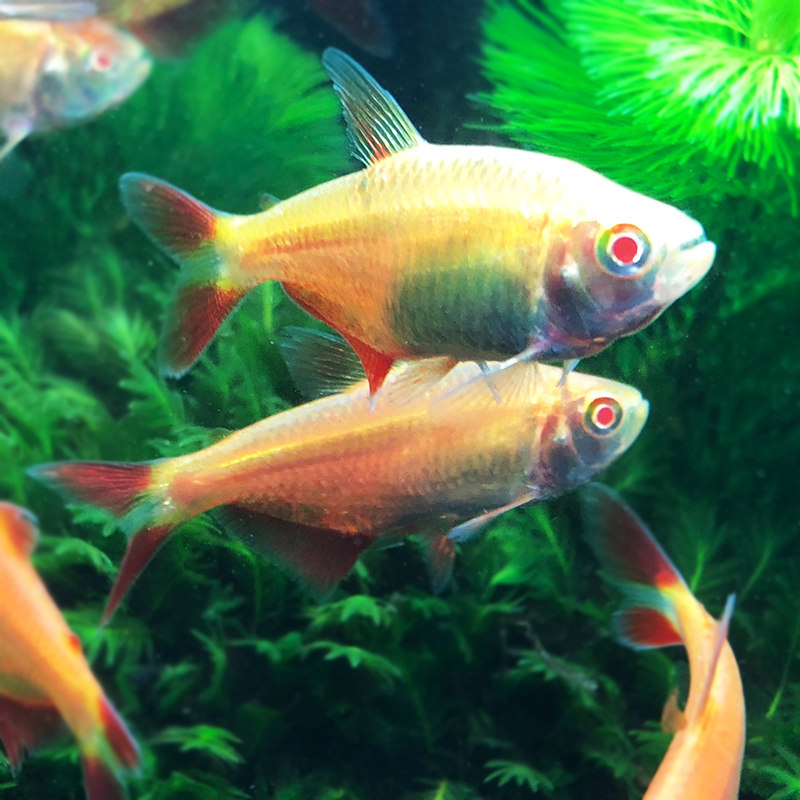 鱼之红十字鱼红天使鱼十字美人鱼养活常规热带观赏鱼鱼