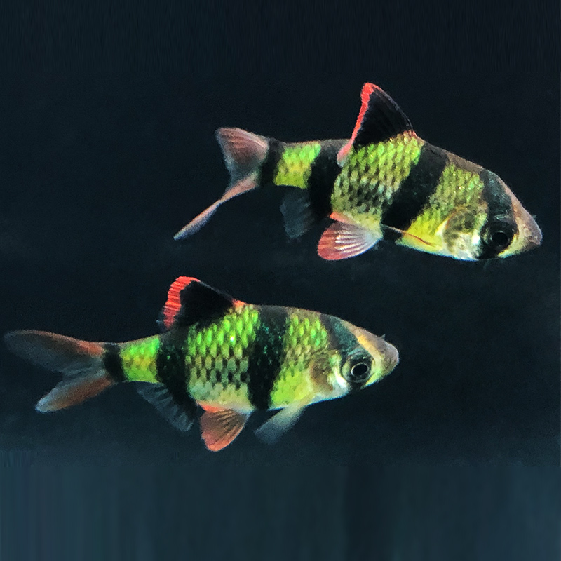 虎皮鱼之绿宝石热带养活金虎皮四间绿虎虎鱼纹鱼鱼