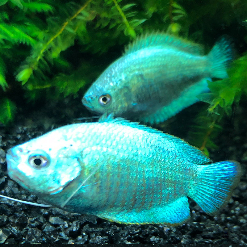 丽丽蓝色鱼之城蓝兰花稀有品种热带观赏鱼活体鱼