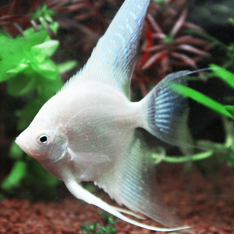 仙鱼神仙活体白神白神仙秘鲁燕鱼鱼