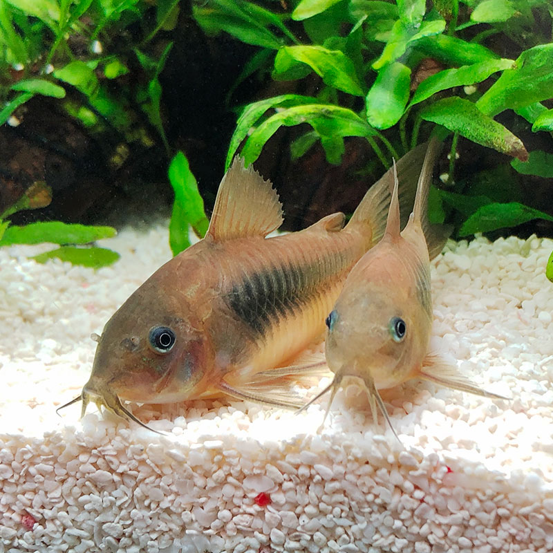 老鼠鼠鱼鱼之咖啡鼠鱼蓝条花条白花珍珠熊猫活体鱼