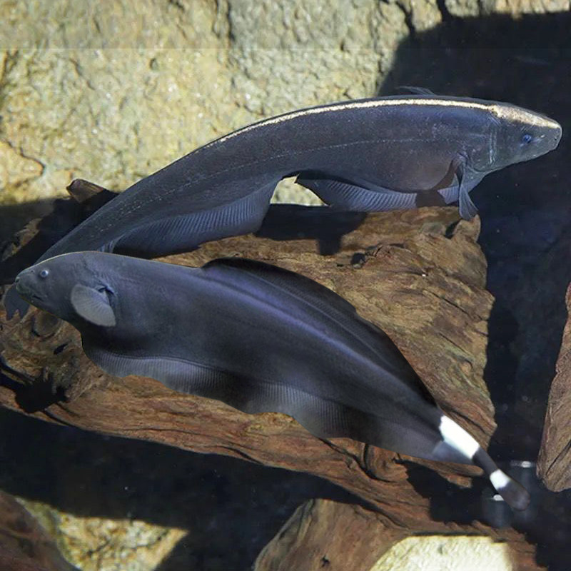 羽毛刀魔魔鬼刀鱼活体天刀尼罗河电鳗鳗鱼热带鱼鱼