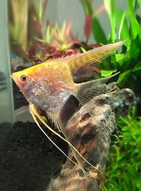 神仙鱼神仙红头玻璃钻石仙热带中