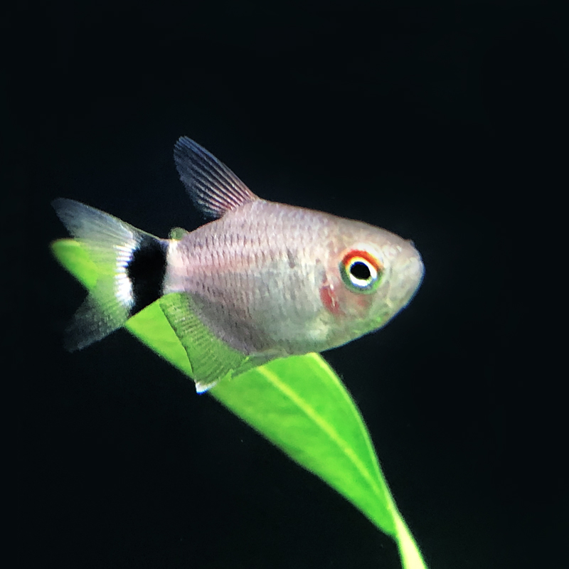灯鱼鱼之银屏电灯眼鱼红眼银灯鱼蓝眼热带观赏鱼