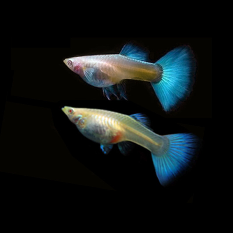 天空蓝孔雀鱼之缎带蓝精品蓝白子活体热带观赏鱼鱼