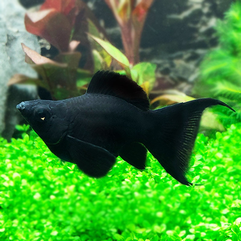 玛丽皮球胎生燕尾黑球球形生仔产仔热带观赏鱼鱼