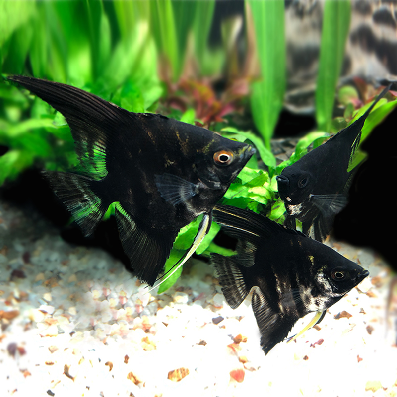 云石神仙鱼之七彩七彩云鱼苗石仙燕鱼黑白仙鱼鱼