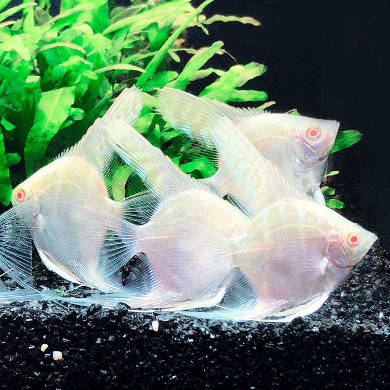 红眼鱼之金仙金头钻石仙钻石神仙鱼草缸群热带鱼