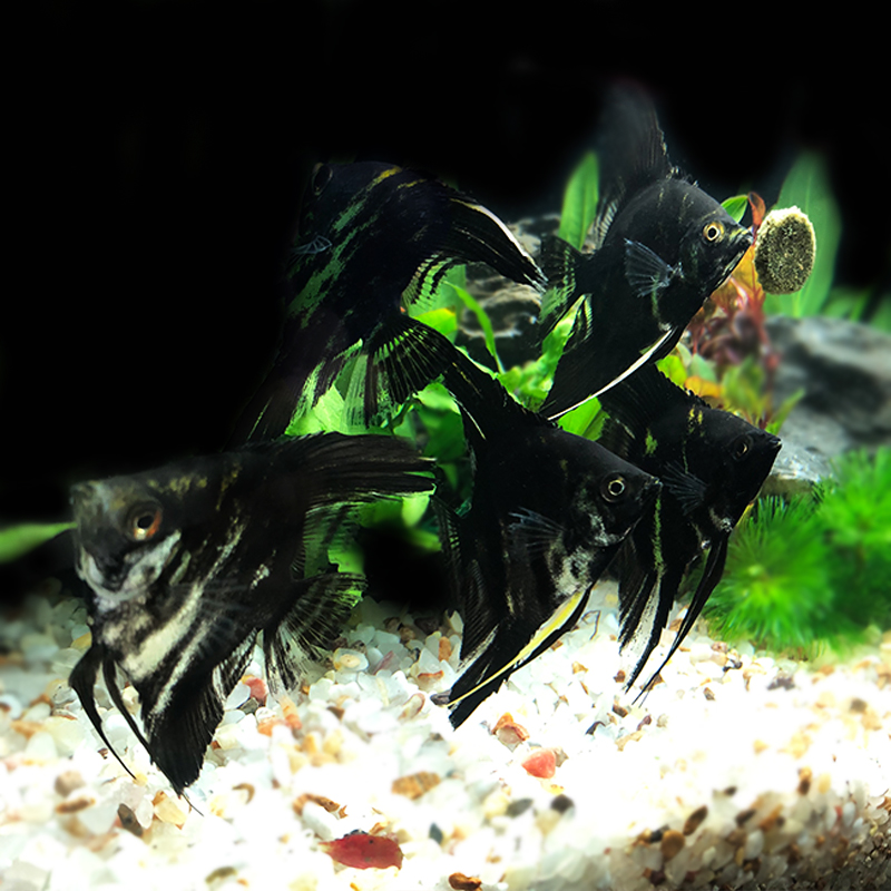 云石神仙鱼之七彩七彩云鱼苗石仙燕鱼黑白仙鱼鱼