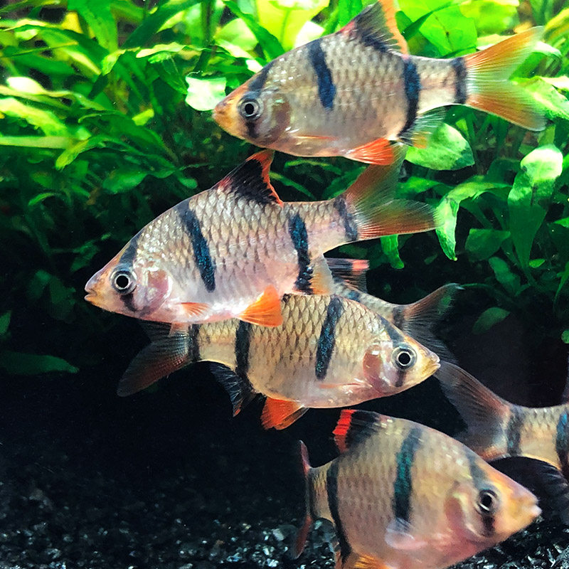 虎皮鱼之绿宝石热带养活金虎皮四间绿虎虎鱼纹鱼鱼