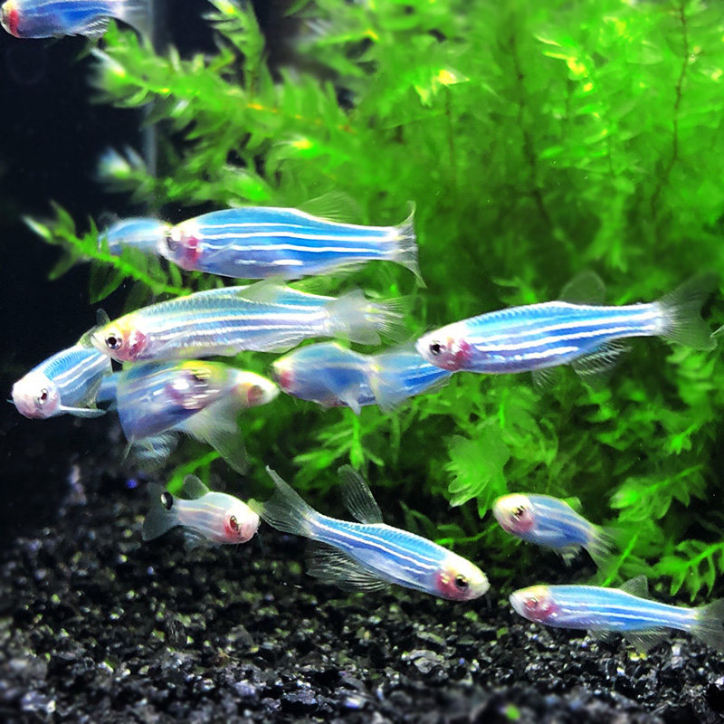 斑马鱼斑马鱼活体 七彩红斑马鱼蓝斑马鱼蓝条鱼花条鱼热带观赏鱼